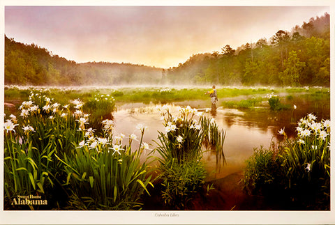 Cahaba Lilies Poster